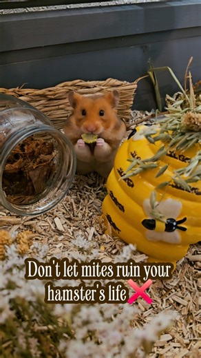 STOP Hamster Mites Before They Start! 🛑❌