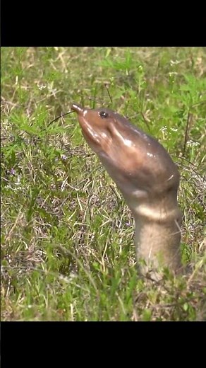 Florida Softshell Turtle's Journey Back to the Lake After Egg-Laying #Florida #wildlife #animals
