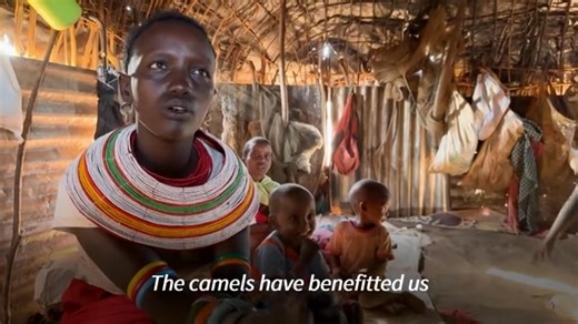 Camels replace cows as Kenya battles drought. In northern Kenya, where drought has decimated the cattle herds of the Samburu pastoral communities, camel farming is becoming increasingly common. Camels can feed on dry grasses, go more than a week without drinking and produce up to six times more milk than the native livestock. | AFP News Agency