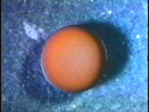 The Development of a Frog