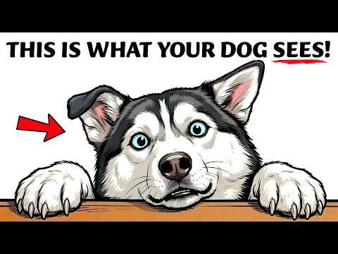 Your Dog Doesn’t See You as Human, Here’s What You Really Are to Them!