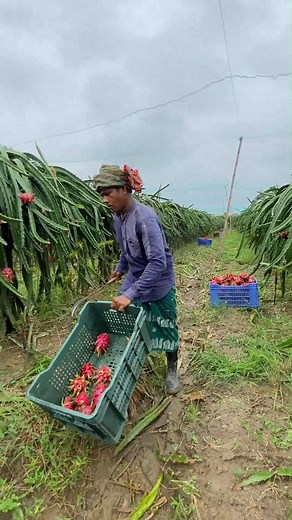 879K views · 9K reactions | Sweet and Fresh Dragon Fruit Harvesting in The Farm | FoodStuff | Facebook