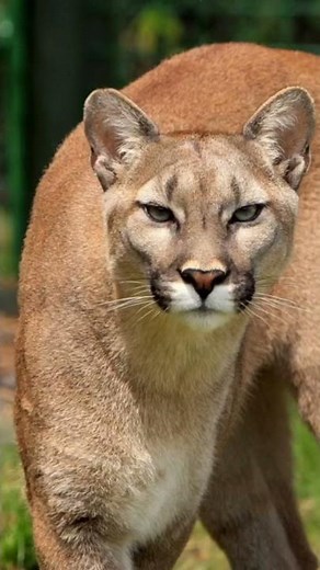 Sonido Puma Rugido / Cougar Sound Roar