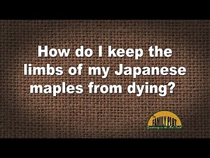 Q&A – How do I keep the limbs of my Japanese maples from dying?