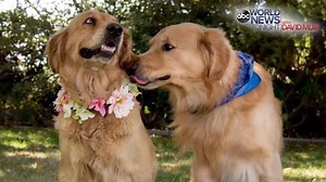 PUPPY LOVE: A lot of expectant moms post pregnancy pictures - so two California dog owners decided to give their Golden Retrievers the same treatment before their puppies arrive. Stay tuned for updates. http://abcn.ws/2dTIKJO | ABC World News Tonight with David Muir