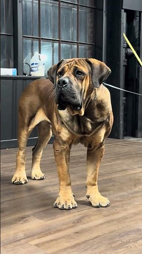 Boerboel Stud 23 months old #boerboel #dogbreed #boerboelpuppies