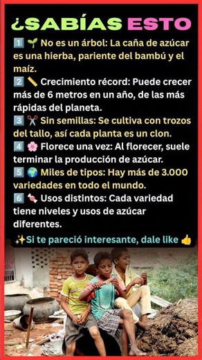 ¿SABÍAS ESTO? 🌱 La Caña de Azúcar No Es Lo Que Crees