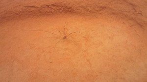 26K views · 820 reactions | Have you ever seen a Daddy-longlegs...