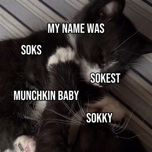 I miss my baby #cat #kitten #babycat #kittten #kittenlove #imissmycat #catlove #fypシ #fypシ゚viral #fy