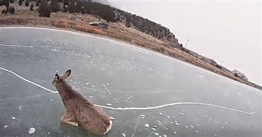 Deputy saves deer trapped on Ennis Lake