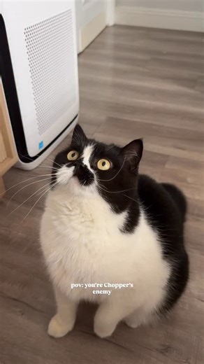 Slap slap slap | Chopper Daily