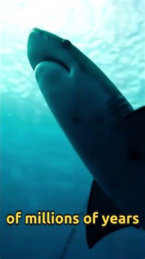 Sharks Are Older Than Trees. Yes, Really.