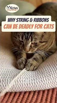 Why String & Ribbons Can Be DEADLY for Cats #catsafety #cathealth #catcare