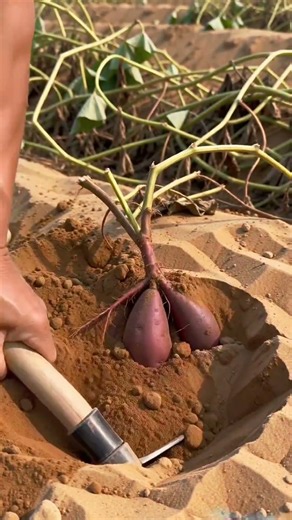 🍠 ⛏️ 🚜 Sweet Potato Harvesting: Using a Hoe to Unearth Fresh Sweet Potatoes from Soil #shorts