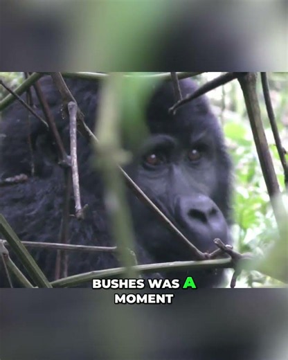 Seeing Gorillas in the Wild Unforgettable First Encounter!