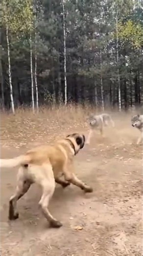 A Kangal dog fought and chased away two wolves that entered the area it was guarding. #wolf #kangal