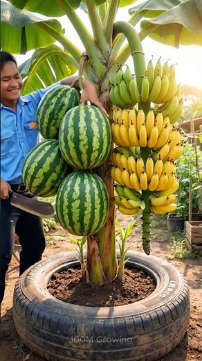 How to propagate banana trees with watermelons to produce fruit together.#grow #banana #watermelon