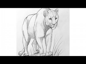 🦁 How to Draw a Lioness | Easy Step by Step