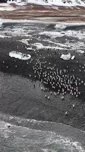 Adélie penguins enter Expeditions377#adeliepenguin #penguin #antarctica #nature #wildlife