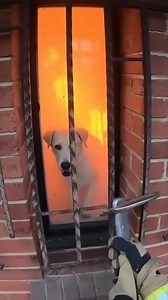 Firefighters Heard Barking Inside the Flames… 🎬 This video was produced by Network Media and Aoos Media | Simulated Reality