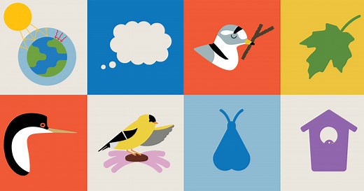 Audubon for Kids | Nature Activities, DIY, Lessons for Home