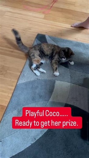 Playful Coco, ready to get the prize.