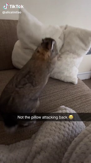 Cushion Rabbit Ratchet Farting Video