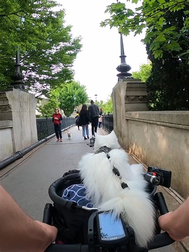 Hiss Compilation 28: Fun Cat Adventures!