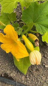 How to tell the difference between squash flowers and which fruits should be removed. Female squash flowers have a tiny squash behind it. Male squash flowers do not. Blossom end rot- those squashes should be removed. They are insufficiently pollinated. #fairbanks #fairbanksalaska #kenai #kodiak #seward #alaskaseeds #homeralaska #anchorage #wasilla #alaskagrown #alaskalove #livingsoil #notill #ecofarm #ecofarming #regenerativeagriculture #notillgardening #notillfarming #regenerativefarming #compa