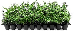 Mexican Heather Purple | 3 Live Plants | Cuphea Hyssopifolia | Drought Tolerant, Evergreen Shrub, Low Maintenance, Flowering Blooms, Full Sun, Ground Cover, Year-Round Interest, Outdoor Garden
