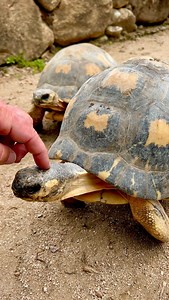 13K views · 12K reactions | Hanging Out w/ Critically Endangered...