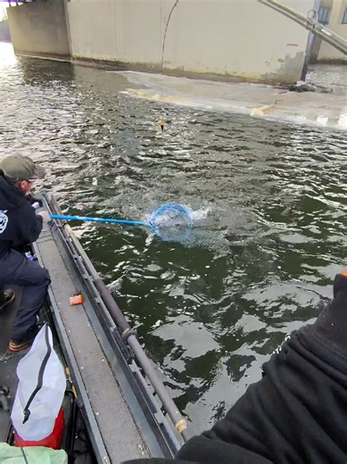 #fyp #reelentlessfishing #fishreelentless #steelhead #michigan Little michigan steelhead action with @River Recon on the net! West Michigan fishing guide offering pier & river trips on the Muskegon, Grand, PM, White & Manistee Rivers. DNR licensed, insured & CPR certified. Call or email to book. 2316661911 Fishreelentless@gmail.com