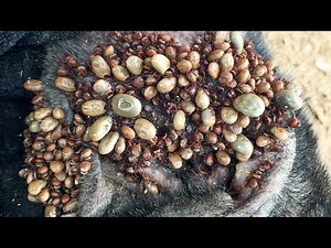 Dog Tick Removal That Every Pet Owner Should Know