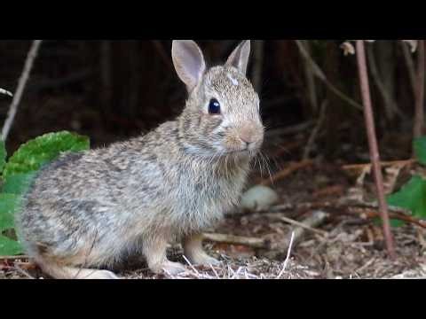 Ruby's tiny new kits dart, binky, and zoom! | the heart healers (part 12)