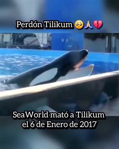 Proyecto Galgo Argentina Ⓥ🇦🇷 on Instagram: "SeaWorld mató a Tilikum, el 6 de Enero de 2017 La orca macho Tilikum, al igual que las demás orcas en cautiverio, ha tenido una espantosa vida. Fue capturado en Islandia, el 9/Noviembre/1983, con 2 años de edad. Fue llevado a diferentes acuarios, hasta ser vendido a la Empresa Comercial de Entretenimiento SeaWorld en Enero de 1992, la que lucra con la vida de los animales capturados. Previo a este traslado ya tuvo una vida muy sufrida. Encerrado en h