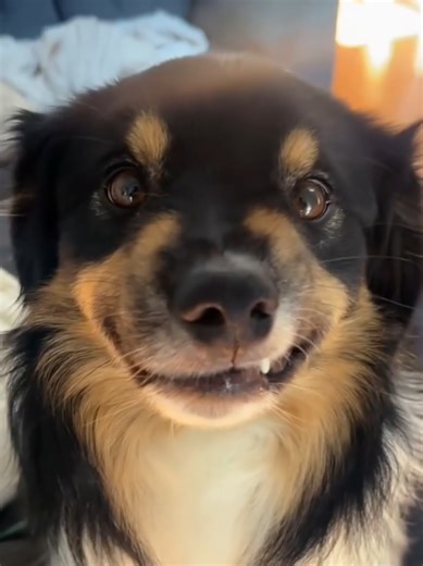 Guilty Dog Moments You Can't Miss!