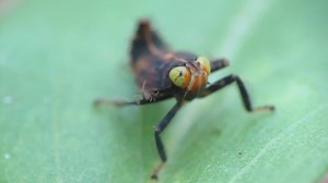 File:Leafhopper Nymph (Coelidia).webm - Wikimedia Commons