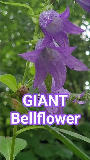 GIANT Bellflower #species #flowers #plants #biology #nature #sweden