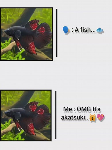 akatsuki #foryoupage #tiktok