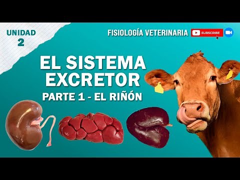 FISIO1_UNIDAD2_SISTEMAEXCRETOR_RIÑON