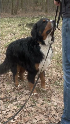Bernese Mountain Dog, training the sit command.