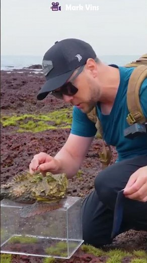 Stonefish Sting Test #Stonefish #Venom #NatureTest #Wildlife #OceanDanger