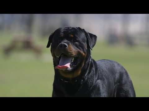 Top 5 Deadliest Dogs in the World – Kangal, Pitbull, Rottweiler & More
