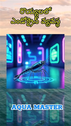 Endocrine System in Shrimp#ShrimpFarmingTips#ShrimpBiology#AquacultureEducation