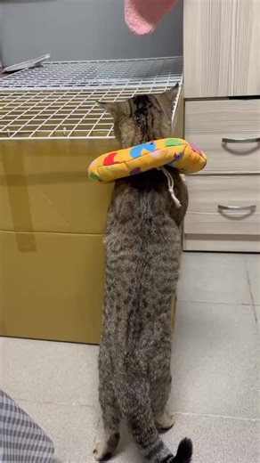 2K views · 15 reactions | The Cat Paradise 【貓天堂】 on Reels | Facebook