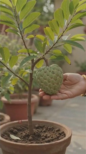 🌱 5 Easy Plants You Can Grow at Home! 🪴🤯 #shorts