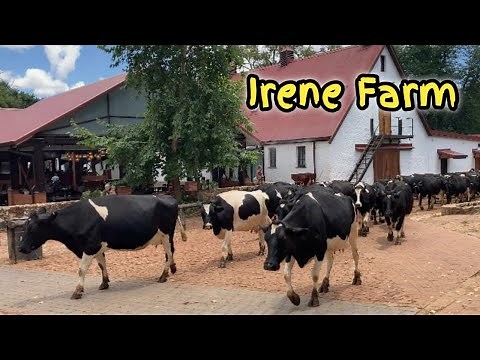 Irene Dairy Farm - centurion, south Africa | The Farm in the City | Family -Friendly day out