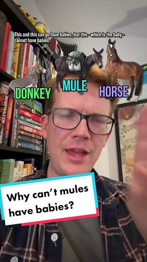 Why Mules Can't Reproduce: Genetics Explained