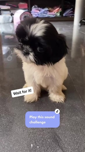 Try this on your dog too! #puppychallenge #headtilts #shihtzuph #shihtzus #sillylilimarie #shihtzuphilippines #dogchallengesound