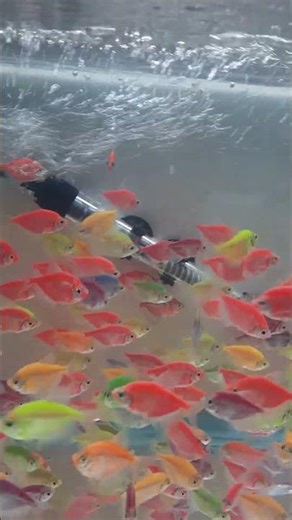 Fish coloring Tetra shortvideo #mosimkhanblogs9422